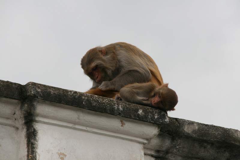 India & Nepal 2011 - 0280